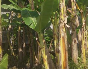 Mitos dan Manfaat Tanaman Tanaman Pisang