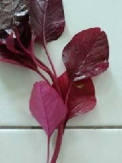 Bayam Merah (Amaranthus tricolor L.)