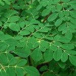 Kelor / Murong (Moringa oleifera)