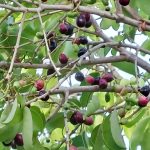 Duwet (Syzygium cumini)