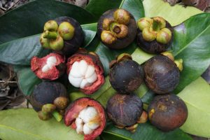 Manggis (Garcinia mangostana L.)