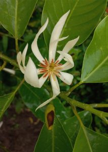 Cempaka Putih (Magnolia × alba )