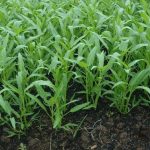 Kangkung (Ipomoea aquatica)