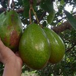 Alpukat (Laurus persea)