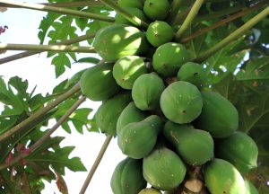 Pepaya (Carica papaya)