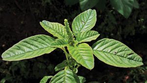 Bayam Duri (Amaranthus spinosus)