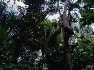 mata pencaharian nderes