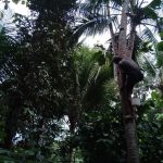 Pak Sardi Nderes Pohon Kelapa Berwudlu dan ucap Alfatihah