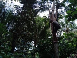 Pak Sardi Nderes Pohon Kelapa Berwudlu dan ucap Alfatihah