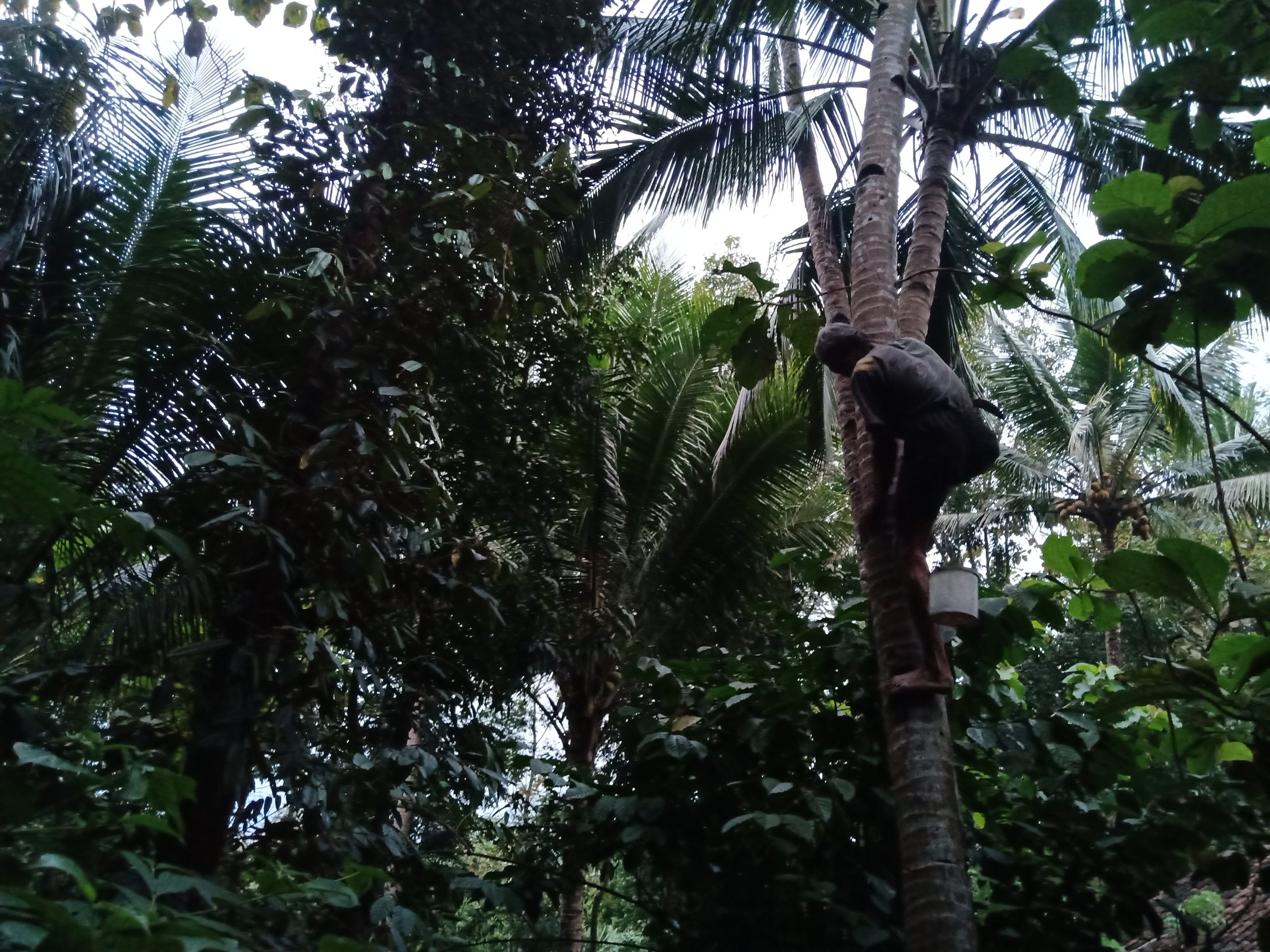 Pak Sardi Nderes Pohon Kelapa Berwudlu dan ucap Alfatihah