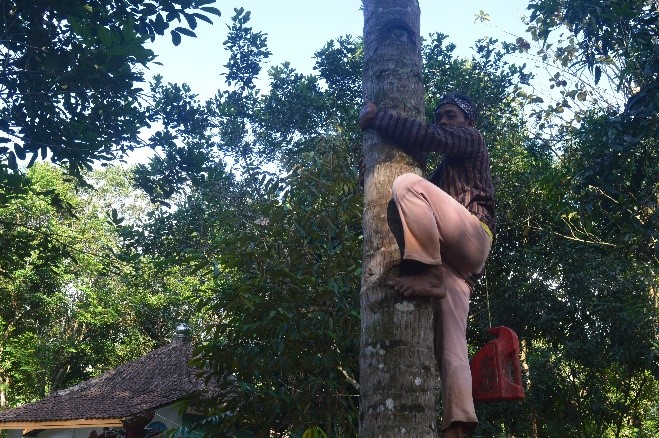 Proses memanjat Pohon kelapa dibantu tataran #2 - obyek nderes - potensi ekonomi - Desa Bumiharjo