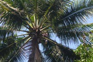 Proses memanjat Pohon kelapa dibantu tataran #3 - obyek nderes - potensi ekonomi - Desa Bumiharjo