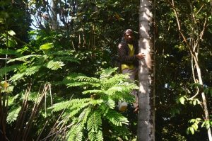 Proses memanjat Pohon kelapa dibantu tataran - obyek nderes - potensi ekonomi - Desa Bumiharjo