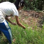 Bando dari bunga jambulan -Desa Bigaran Borobudur-2