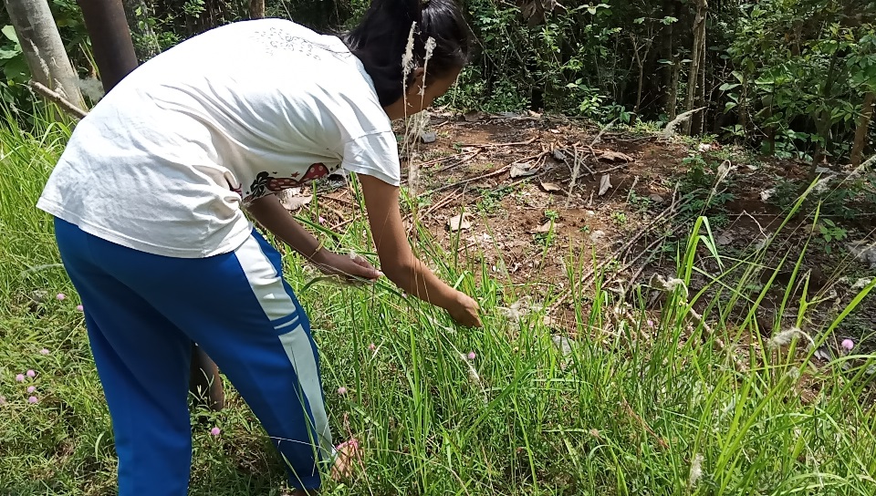Bando dari bunga jambulan -Desa Bigaran Borobudur-2