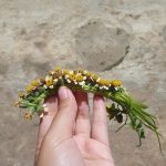 Bando dari bunga jambulan -Desa Bigaran Borobudur-2