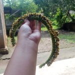 Bando dari bunga jambulan -Desa Bigaran Borobudur-2