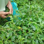 Budidaya cabai di Desa Bigaran Borobudur 2