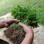 Budidaya cabai di Desa Bigaran Borobudur 4