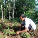 Budidaya cabai di Desa Bigaran Borobudur1