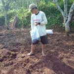 Budidaya jahe di Desa Bigaran Borobudur 1