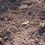 Budidaya jahe di Desa Bigaran Borobudur 2