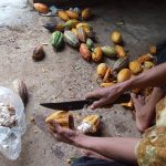 Budidaya kakao di Desa Bigaran Borobudur 1