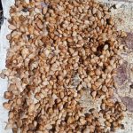 Budidaya kakao di Desa Bigaran Borobudur 2