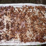 Budidaya kakao di Desa Bigaran Borobudur 3