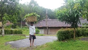Pengetahuan Tradisional Nyunggi Suket - Desa Bigaran Borobudur 2