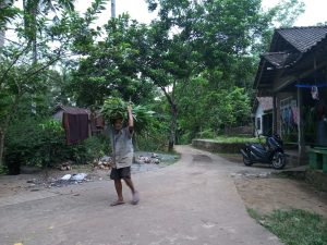 Pengetahuan Tradisional Nyunggi Suket - Desa Bigaran Borobudur