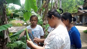 Permainan tradisional Desa Bigaran -oplok oplok 1