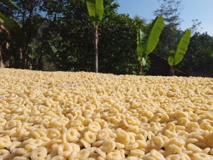 makanan tradisional slondok di desa Bigaran Borobudur- proses penjemuran#2