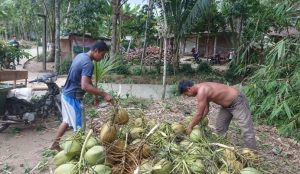 Nebas Kelapa