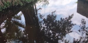 Pohon beringin di sendang saji