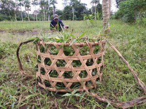 Keranjang Suket Dengan Tali Dari Gedebog Pisang