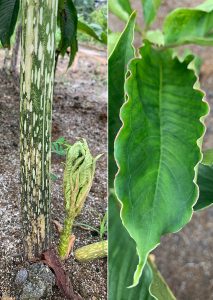 Iles-iles (Amorphophallus muelleri)
