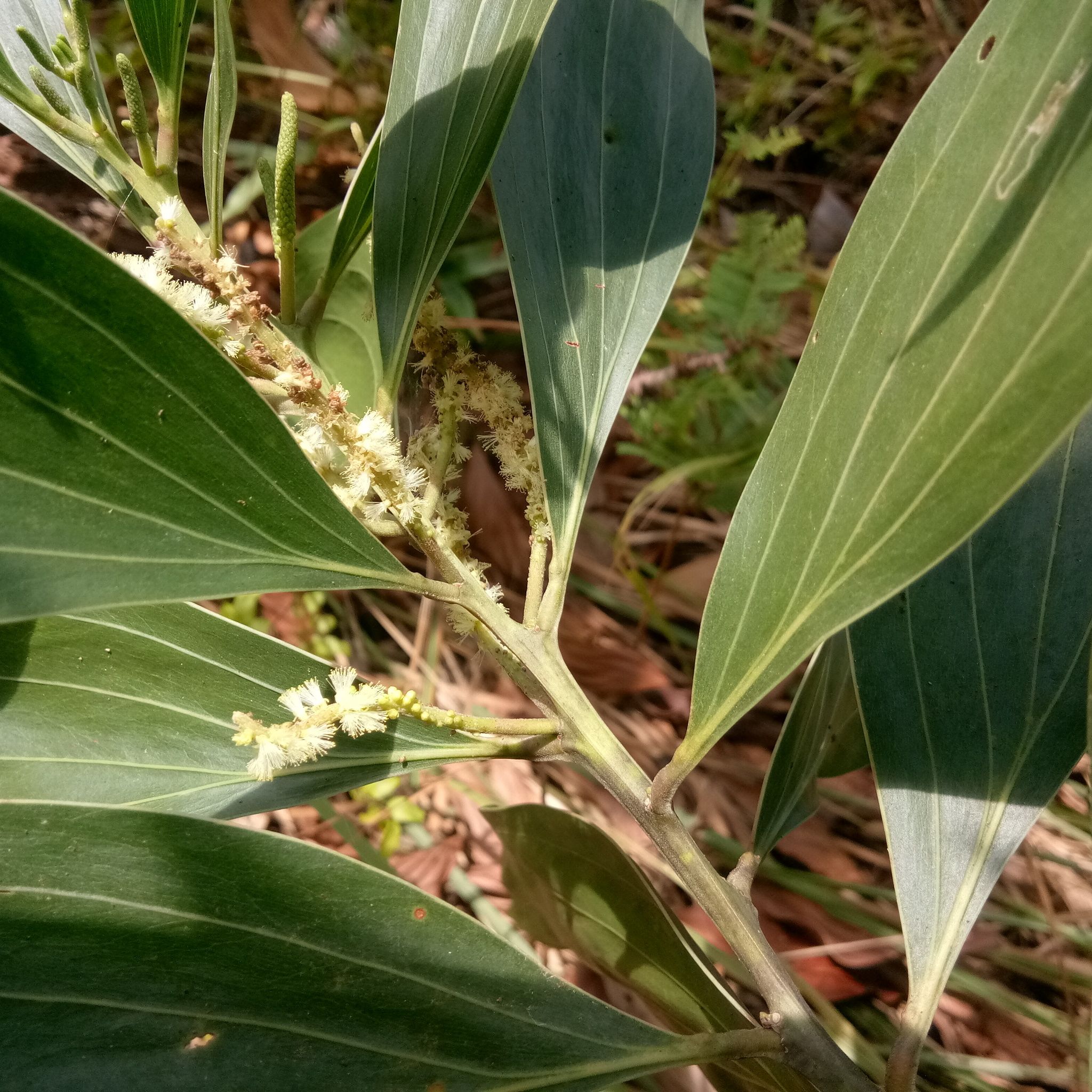Pohon Akasia Nama Latin