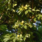 Angsana (Pterocarpus indicus Willd)