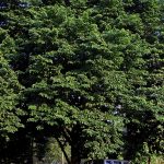 Angsana (Pterocarpus indicus Willd)