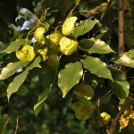 Angsana (Pterocarpus indicus Willd)