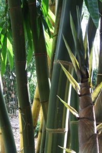 Bambu Ater / Pring Legi (Gigantochloa atter)