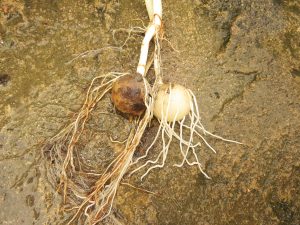 Bhengkek / Gadung Tikus (Tacca leontopetaloides)