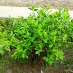 Beluntas / Luntas (Pluchea indica)