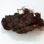 Asem Jawa (Tamarindus indica)