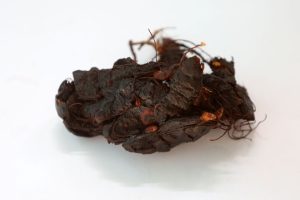 Asem Jawa (Tamarindus indica)