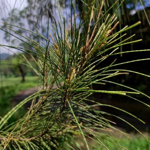 Bentuk daun cemara gunung 