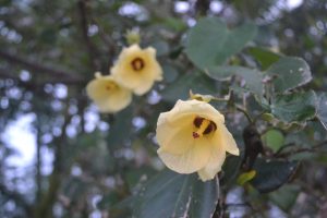 Waru (Hibiscus tiliaceus L)