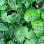 Mangkoan (Polyscias scutellaria)