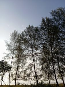 Cemara Laut (Casuarina equisetifolia L.)
